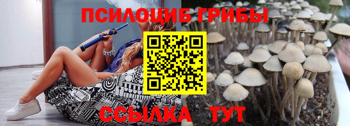 Галлюциногенные грибы Psilocybe Великий Устюг